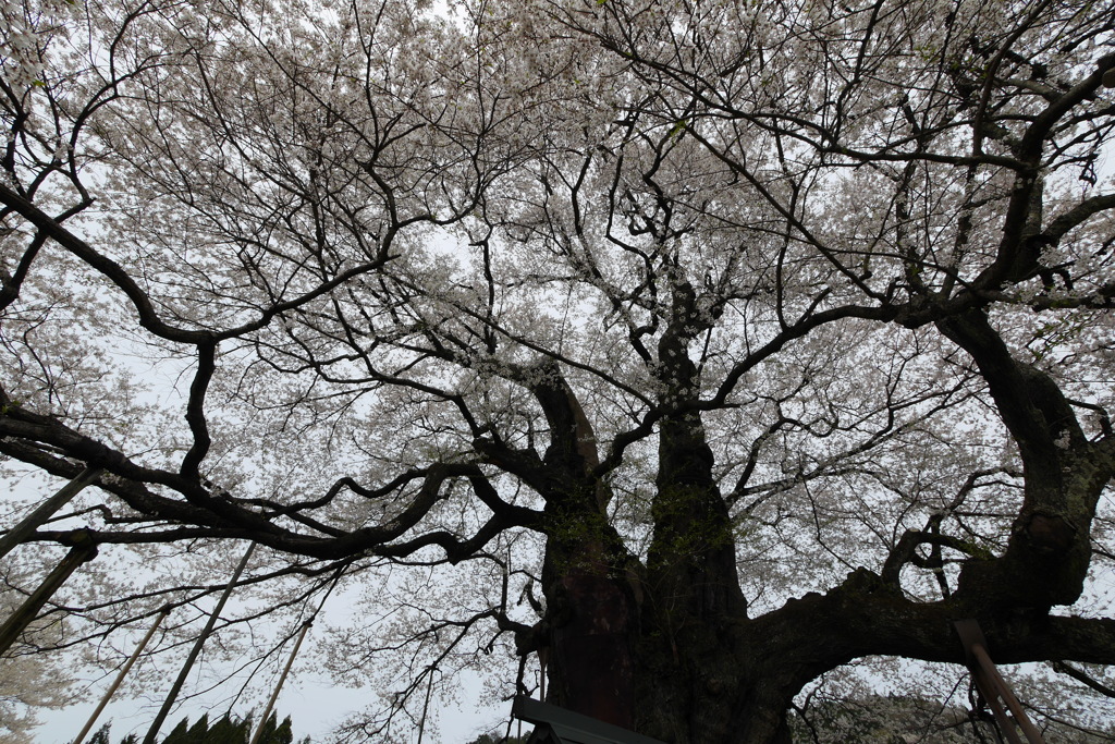 醍醐桜A