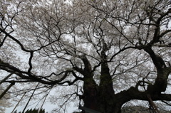 醍醐桜A