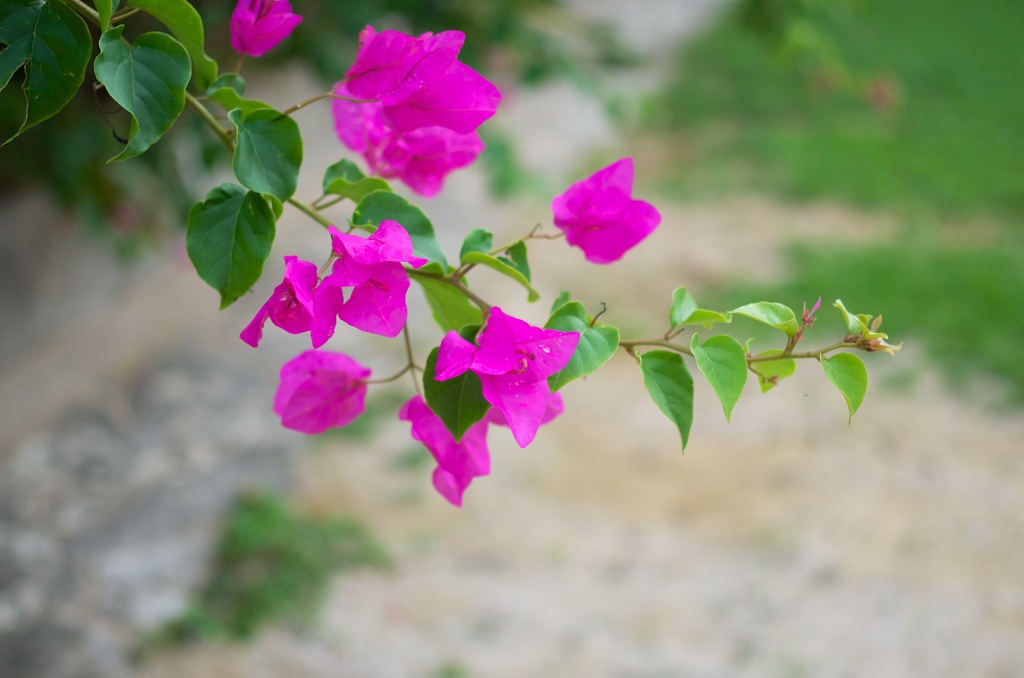 pink