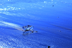 Jewel  of  ice