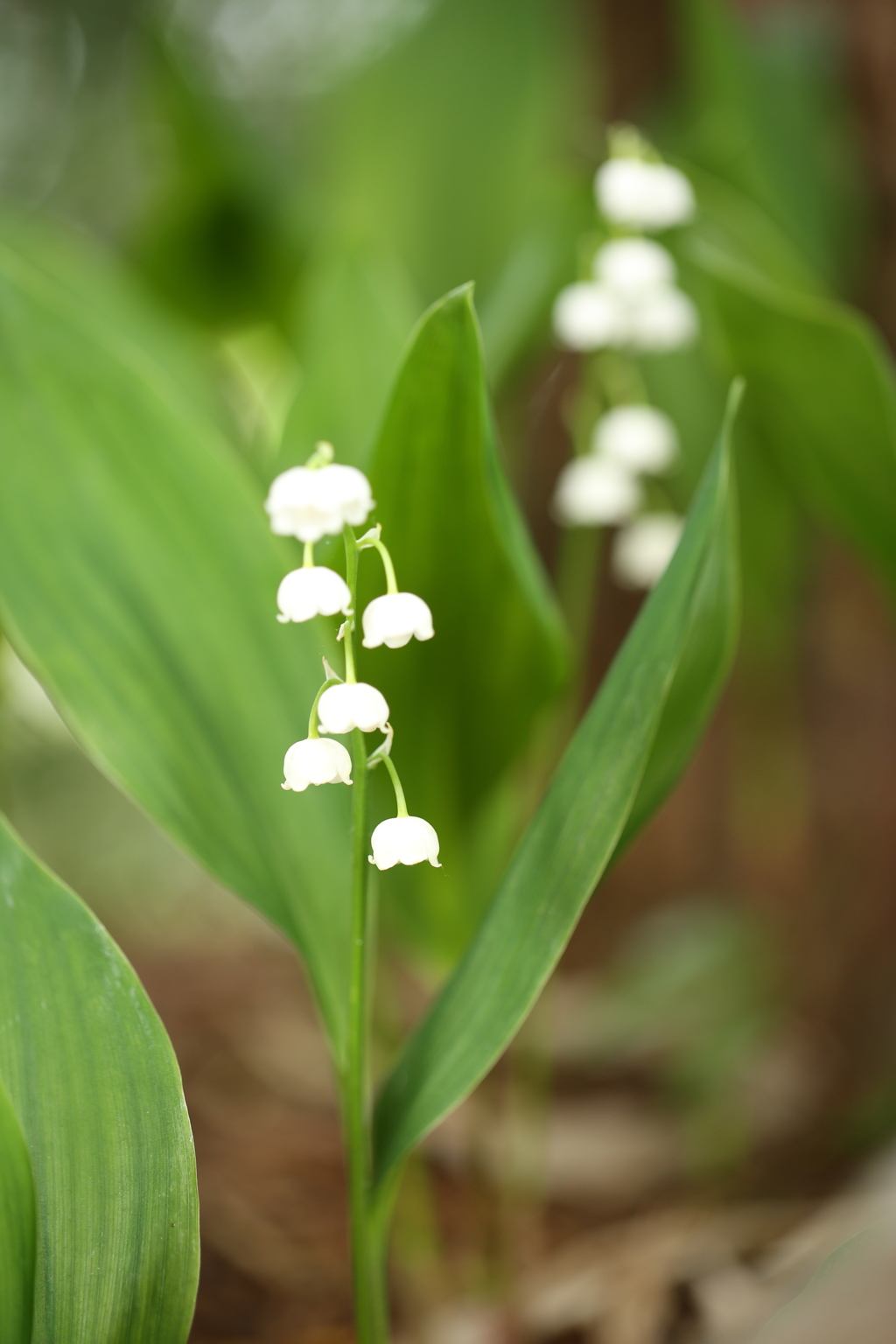 庭に咲く花5