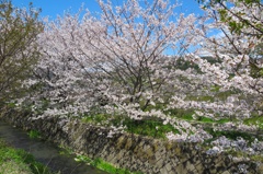 田島 桜祭り