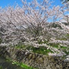 田島 桜祭り