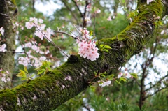 沼代 桜の馬場