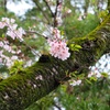 沼代 桜の馬場
