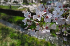 田島 桜祭り