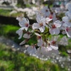田島 桜祭り