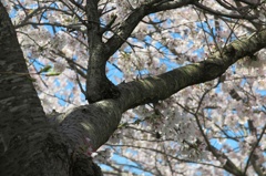 田島 桜祭り