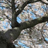 田島 桜祭り