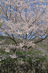 田島 桜祭り
