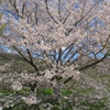 田島 桜祭り