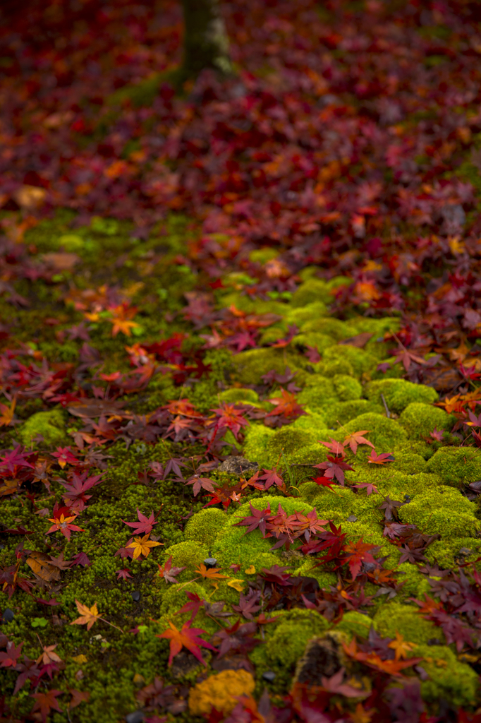 苔と紅葉