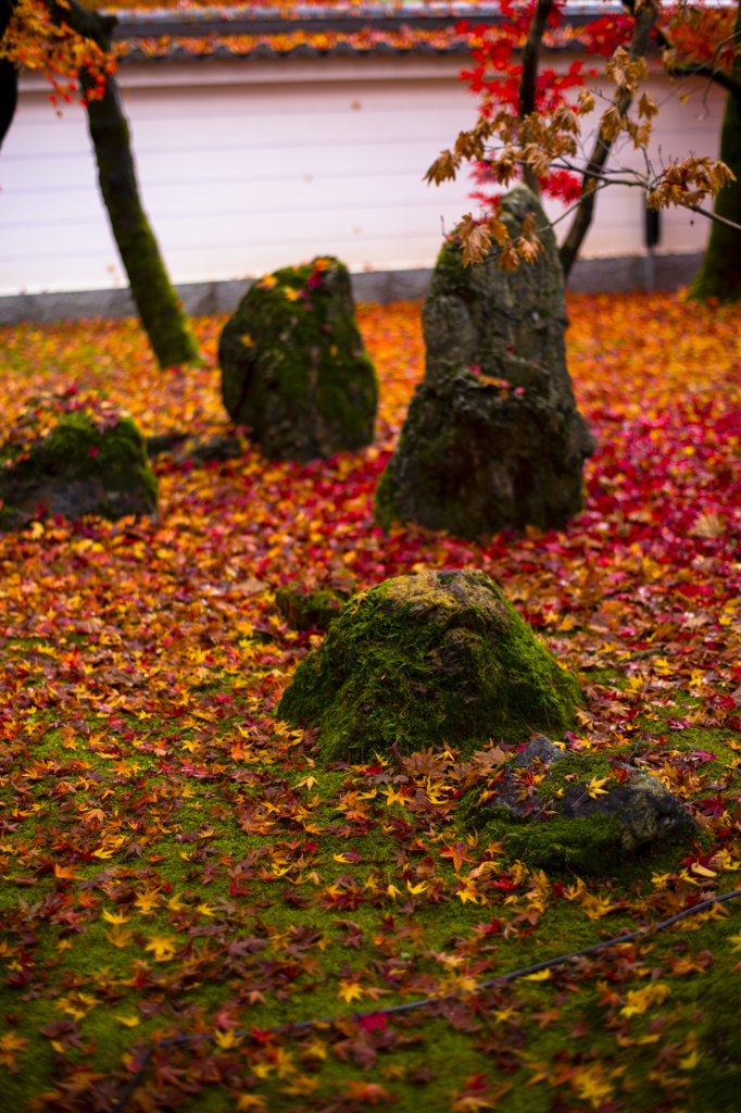 紅葉2014_１ 京都