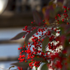 _MG_0656