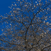 _MG_0644