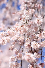 身延山の枝垂れ桜