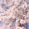 身延山の枝垂れ桜