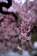 三嶋大社の枝垂れ桜