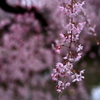 三嶋大社の枝垂れ桜