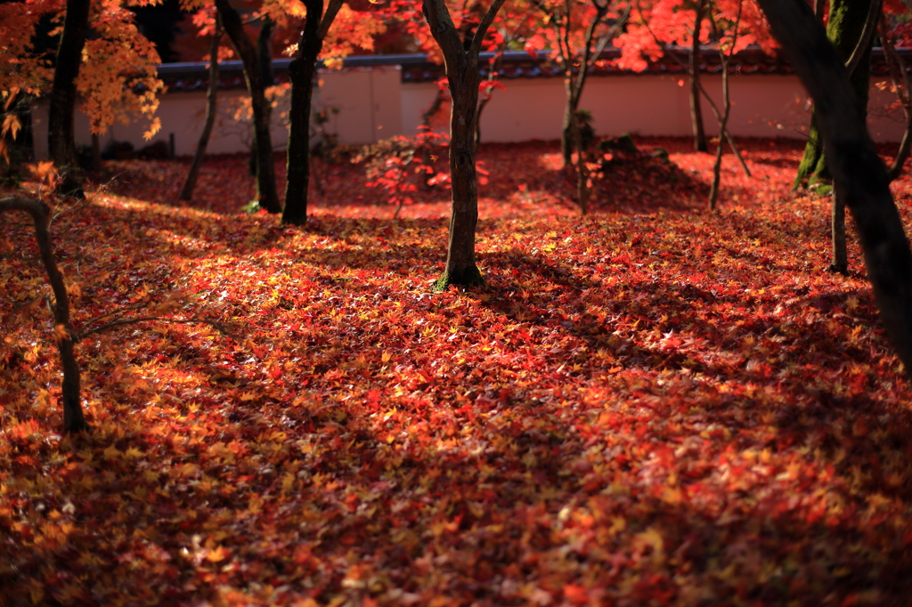 紅葉の絨毯