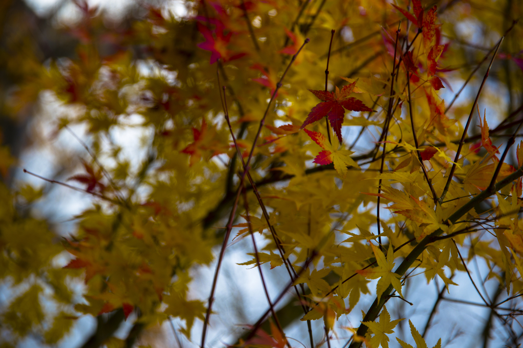 内子町　2014最後の紅葉２