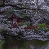 三嶋大社_16
