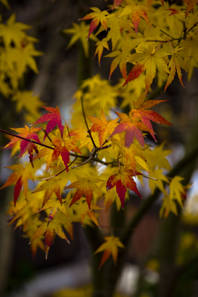 内子町　2014最後の紅葉１