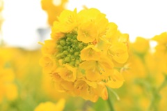 菜の花