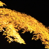 石山寺の紅葉