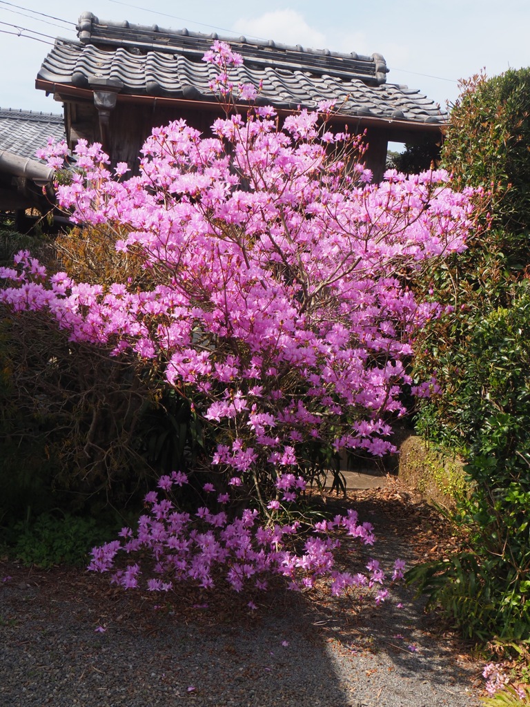 知覧 武家屋敷にて