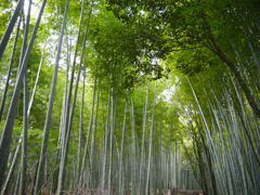 嵯峨野にて