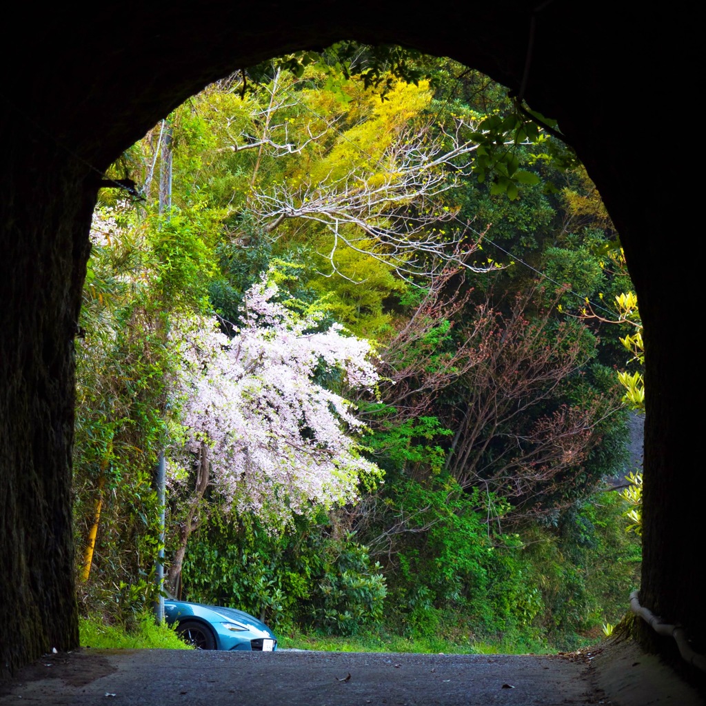 トンネルと桜