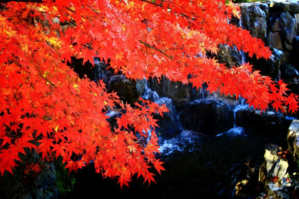 Cafe-download-111751208193012