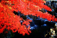 Cafe-download-111751208193012