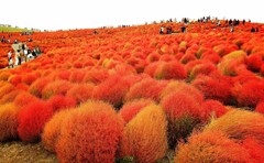 Cafe-download-111961031185303