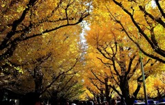 2013　神宮外苑　いちょう並木道3