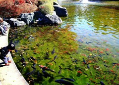 鯉さんこんにちは