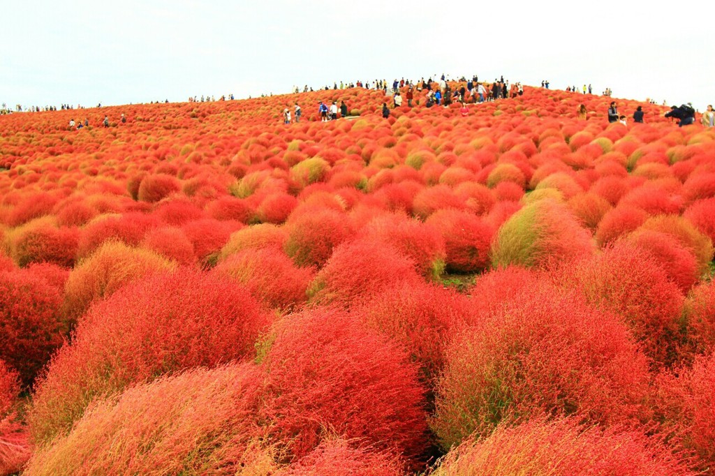 Cafe-download-111950629005013