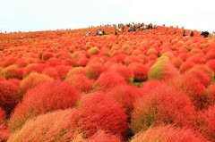 Cafe-download-111950629005013