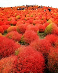 Cafe-download-111951029145238