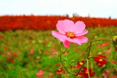 Cafe-download-111971204030524