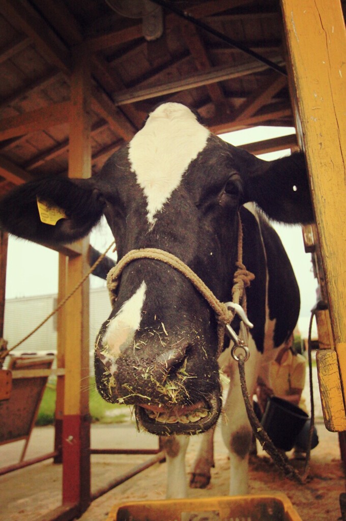 Cafe-download-112121214040640