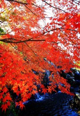 Cafe-download-111750812211951