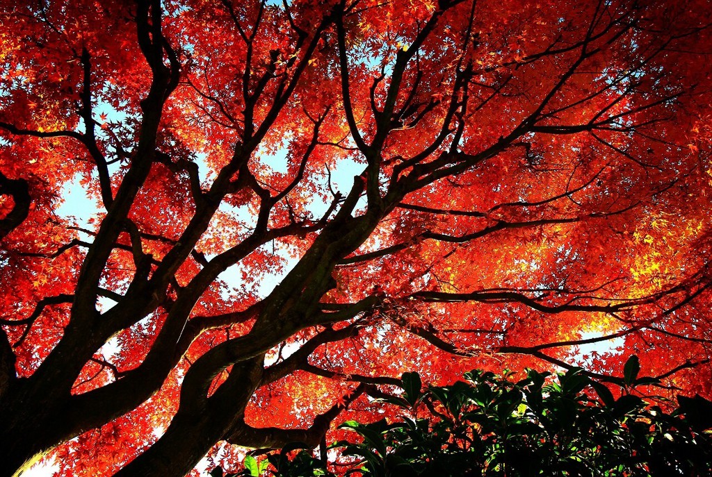 燃えるようなもみじ