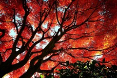 燃えるようなもみじ