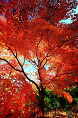 Cafe-download-111731019031009