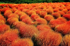 Cafe-download-111980613110041