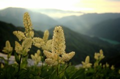 Cafe-download-112320302063245