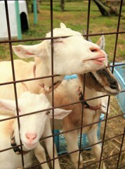 Cafe-download-112120717221136