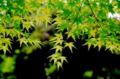 young "Acer palmatum" @koishikawa-kourak